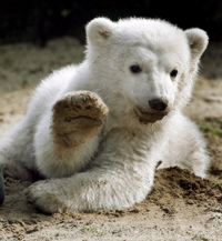 Knut1