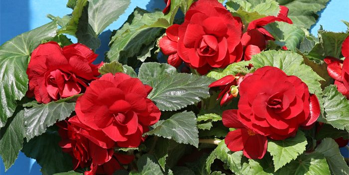 begonia tuberhyb 700x352