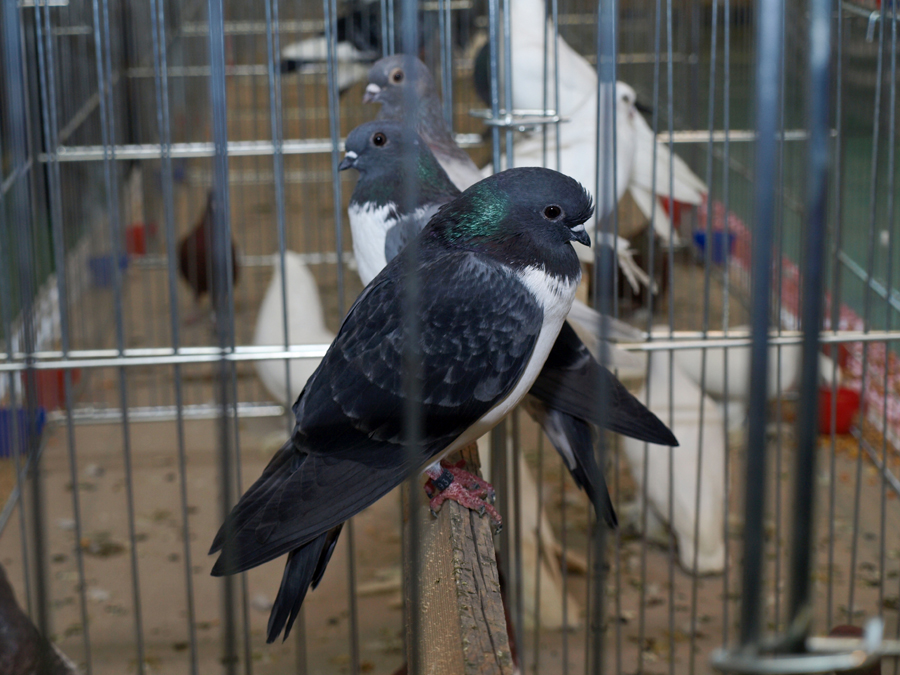 g3