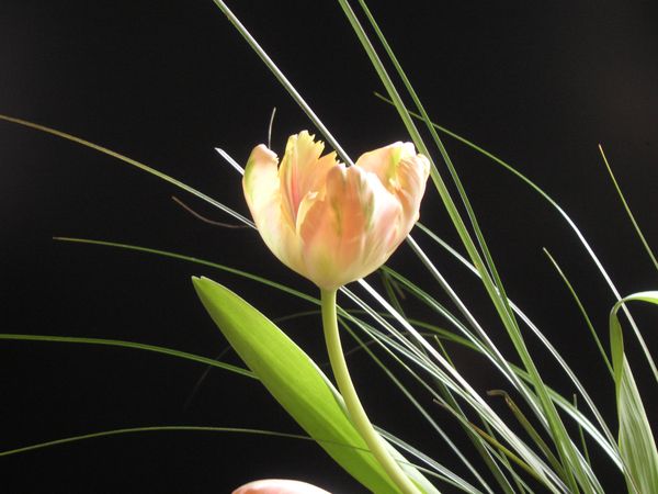 tulip