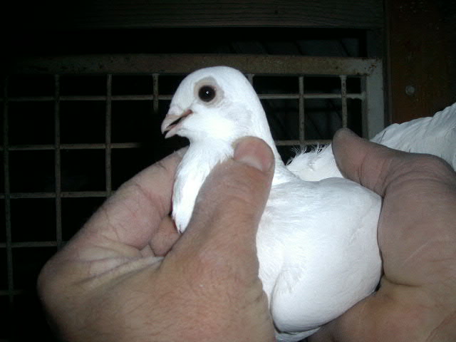 CsepeliGalamb