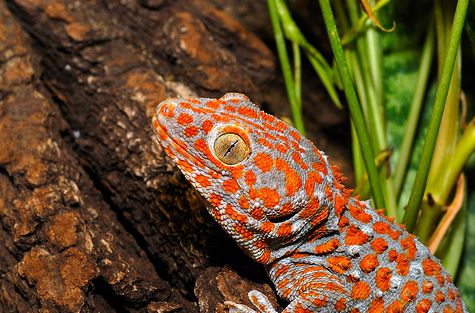 gekko