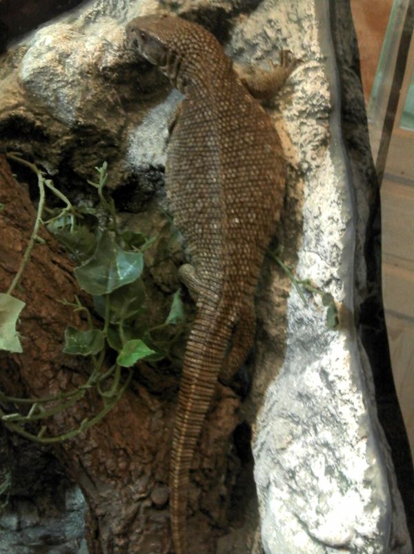 varanusz