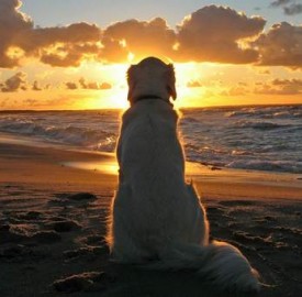 dog-summer-16-275x270