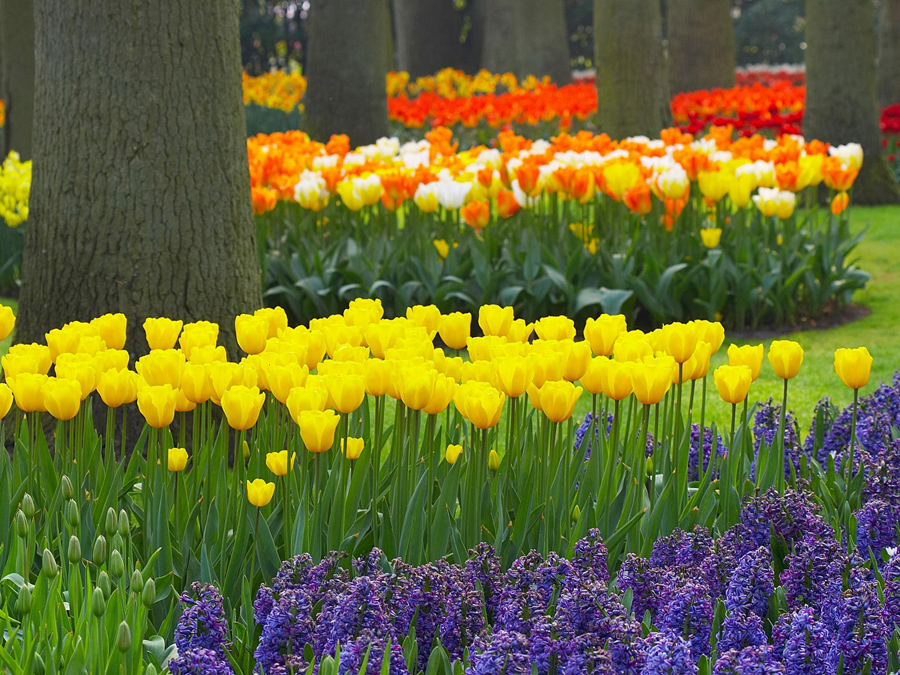 Spring_Garden_Keukenhof_Gardens_Lisse_Holland