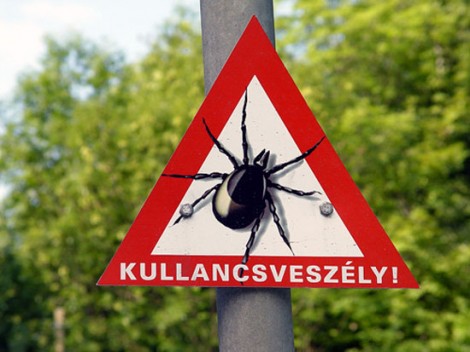 kullancs