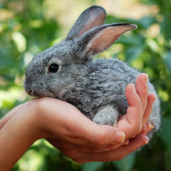 rabbit_in_hand