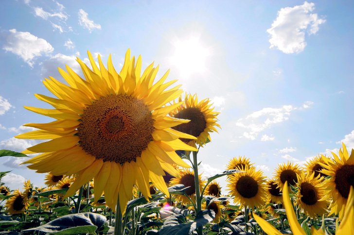 god-sommer