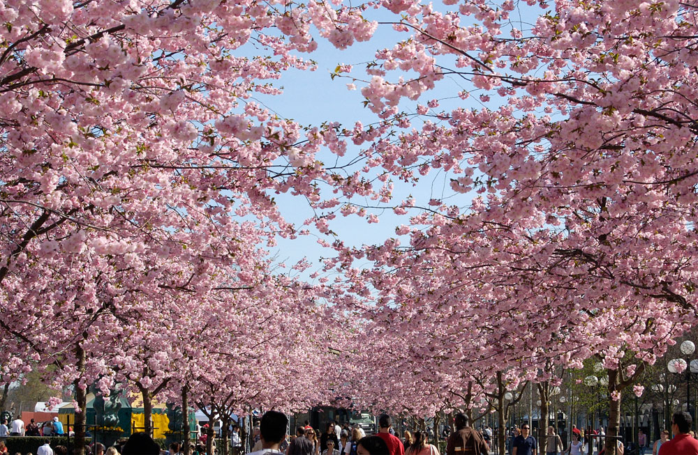 sakurak