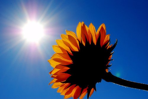 sunshine-and-flower