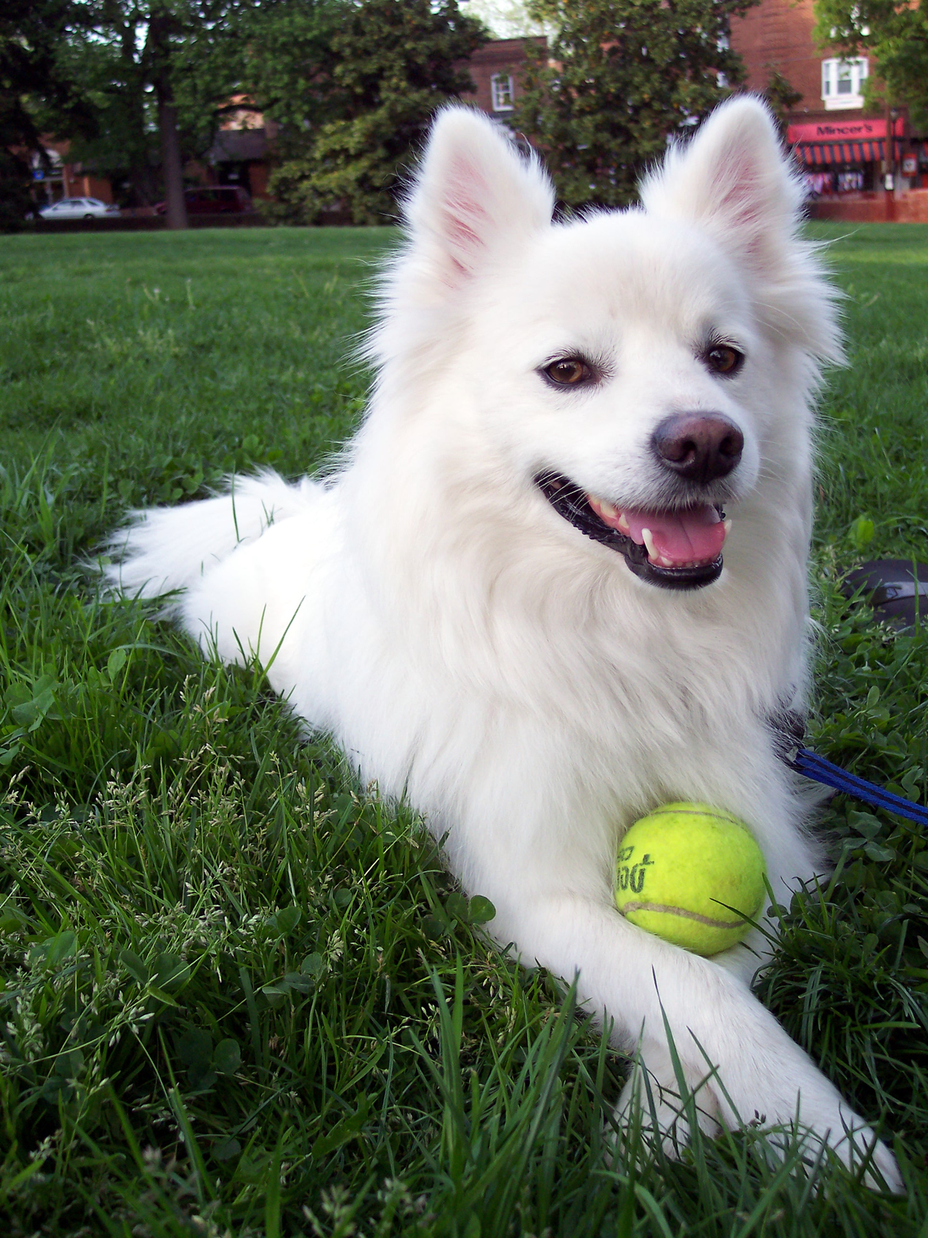 American-Eskimo-dog
