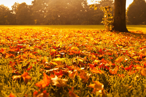 autumn