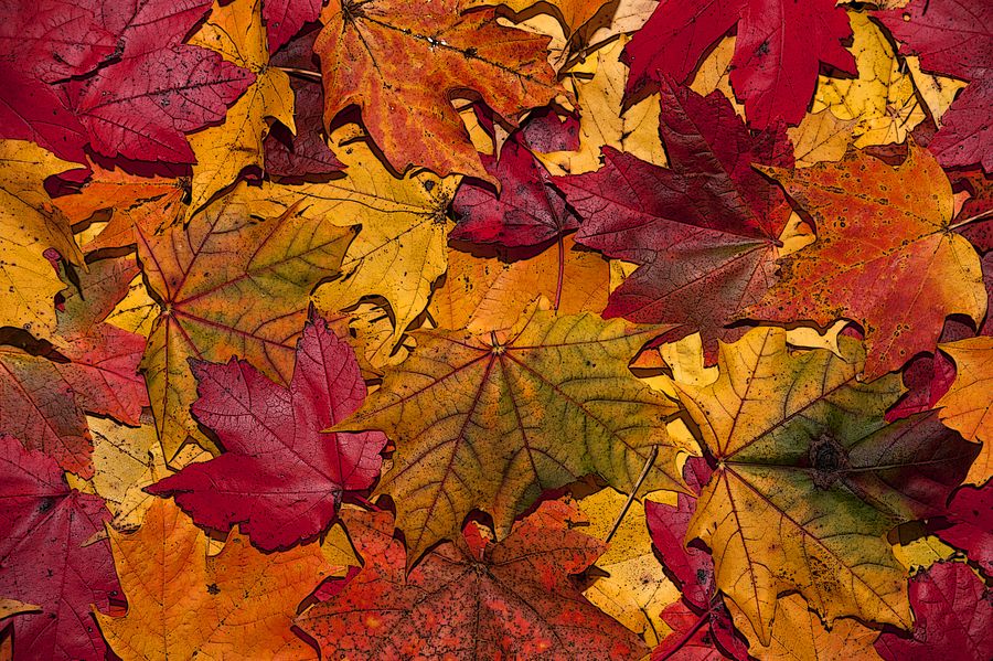Autumn-leaves