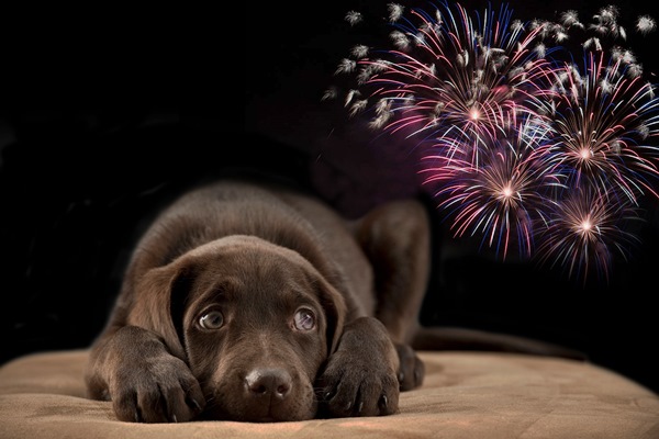 Fireworks_graphic600