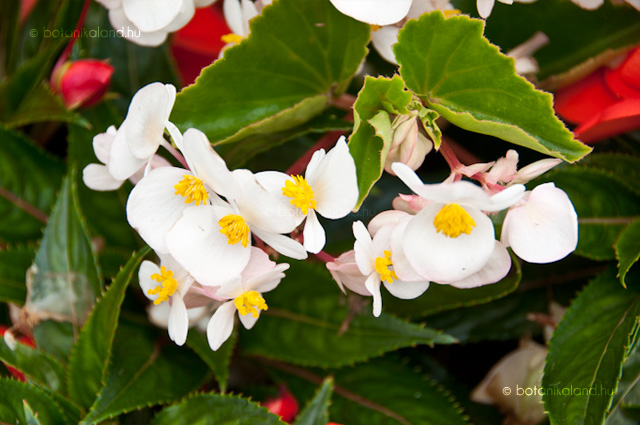 begonia