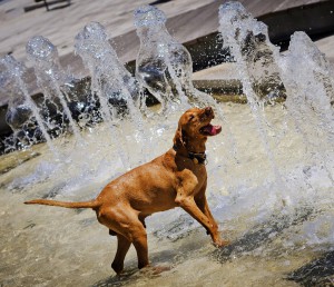 vizsla-300x258