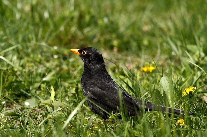 fekete_rigo_Jb_Zoo_20140403_Orban_Zoltan_0003
