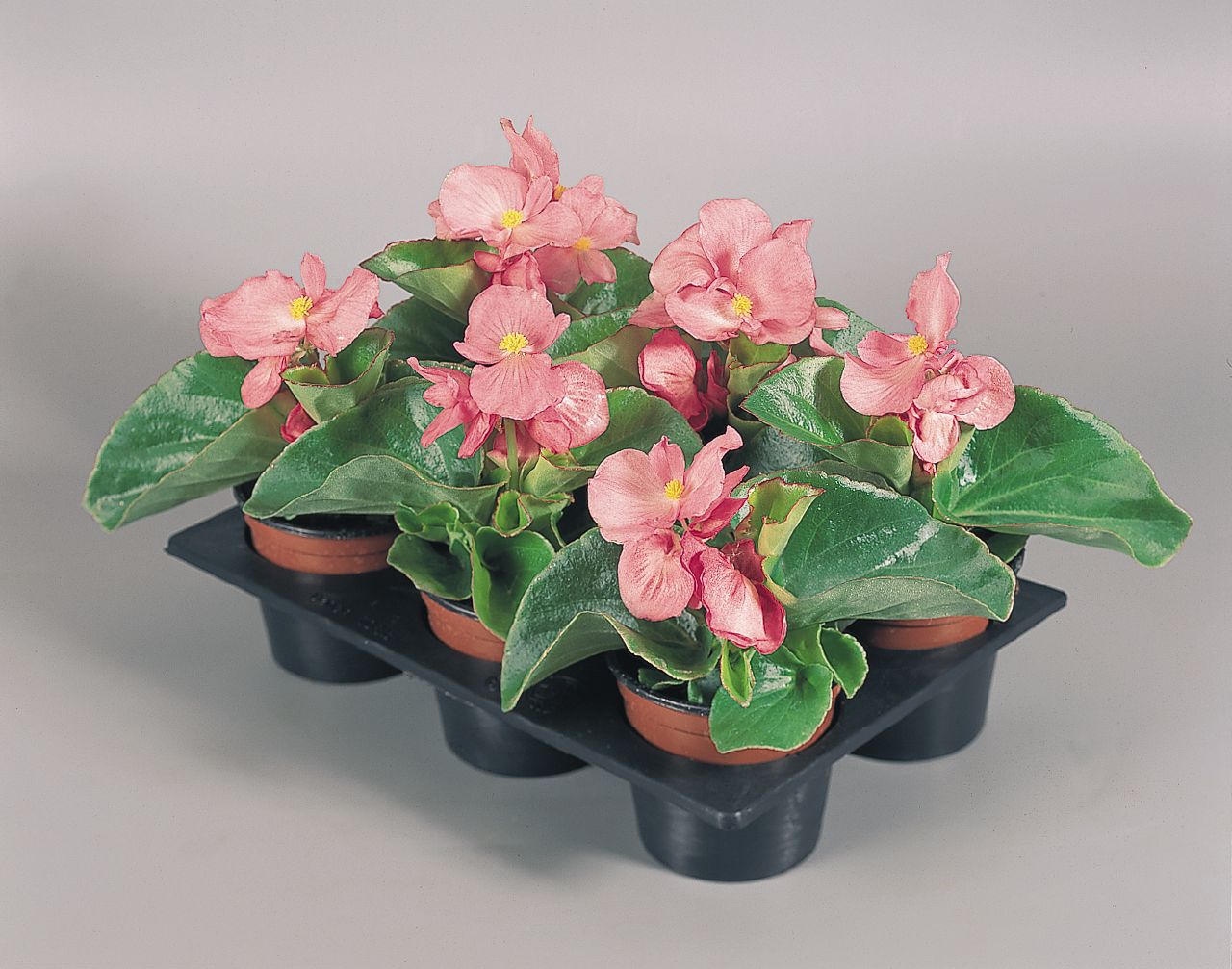begonia_lotto_pink