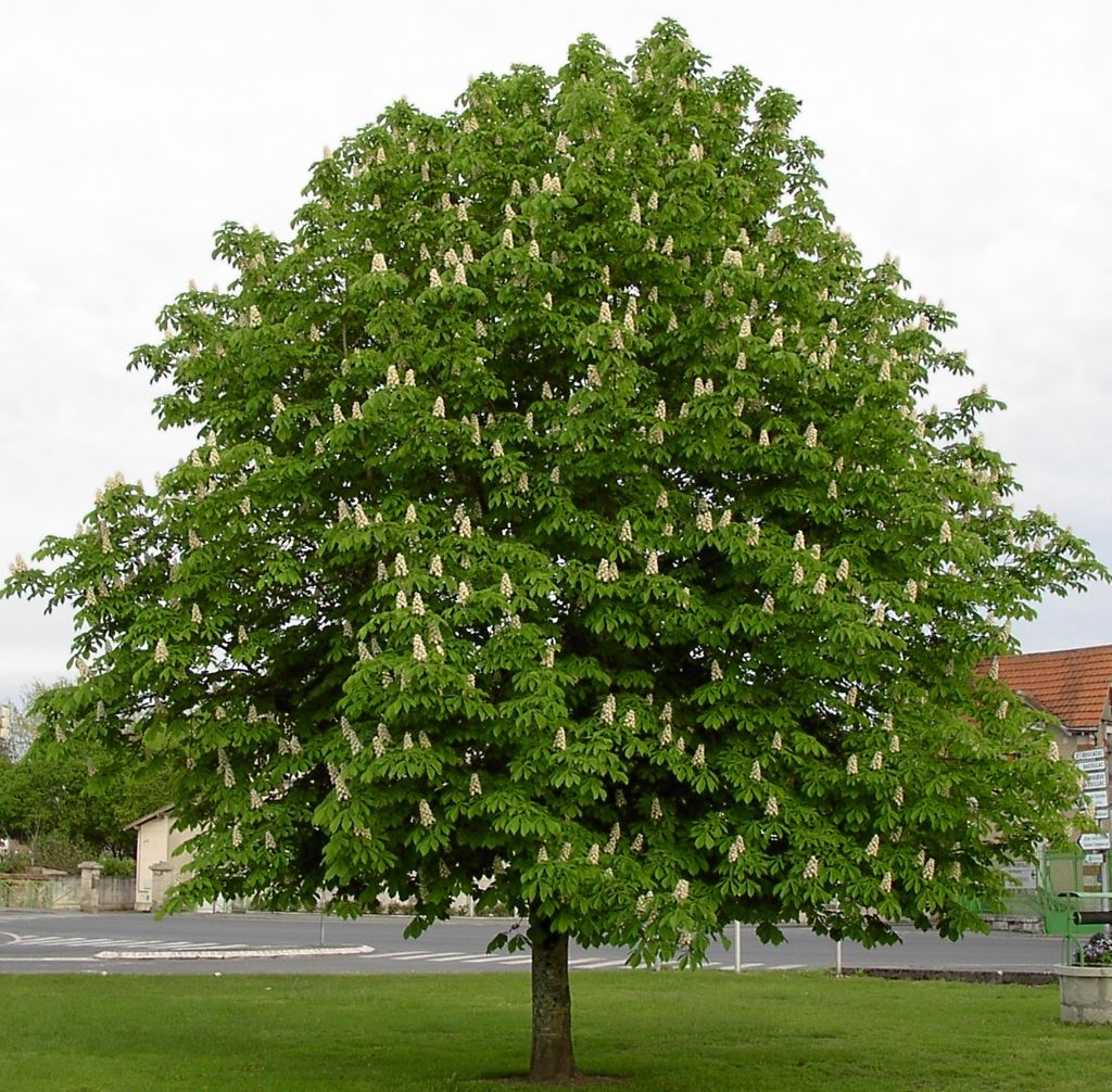 vadgesztenyefa
