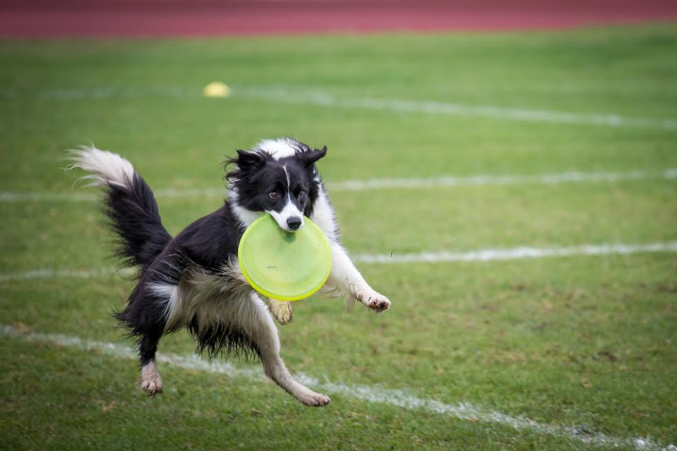 dog