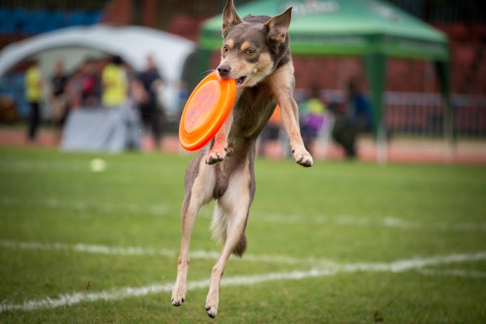 dog11