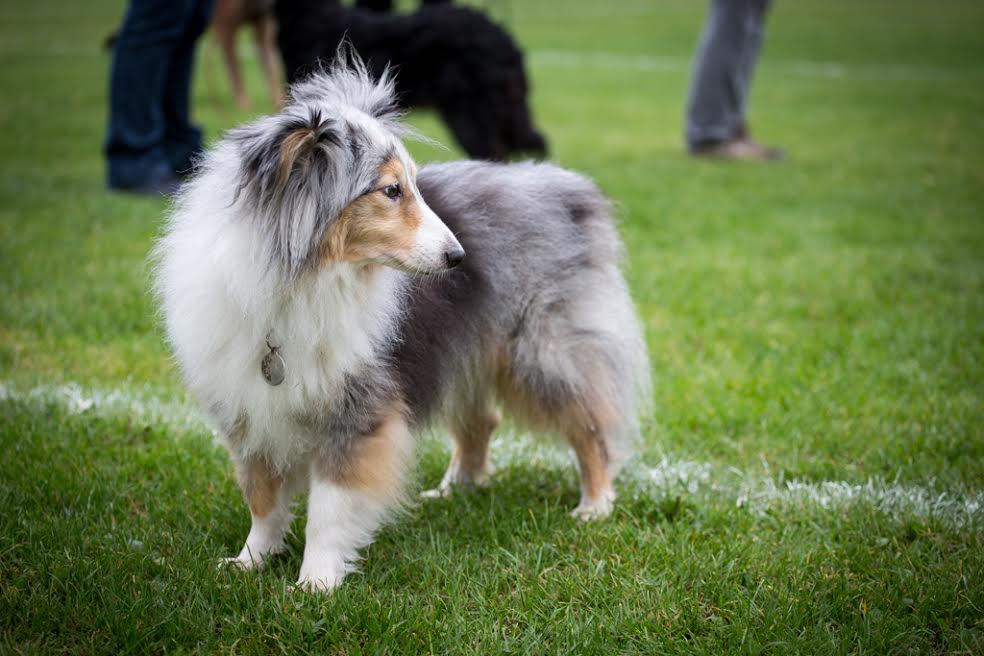dog3