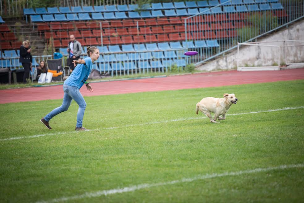 dog7