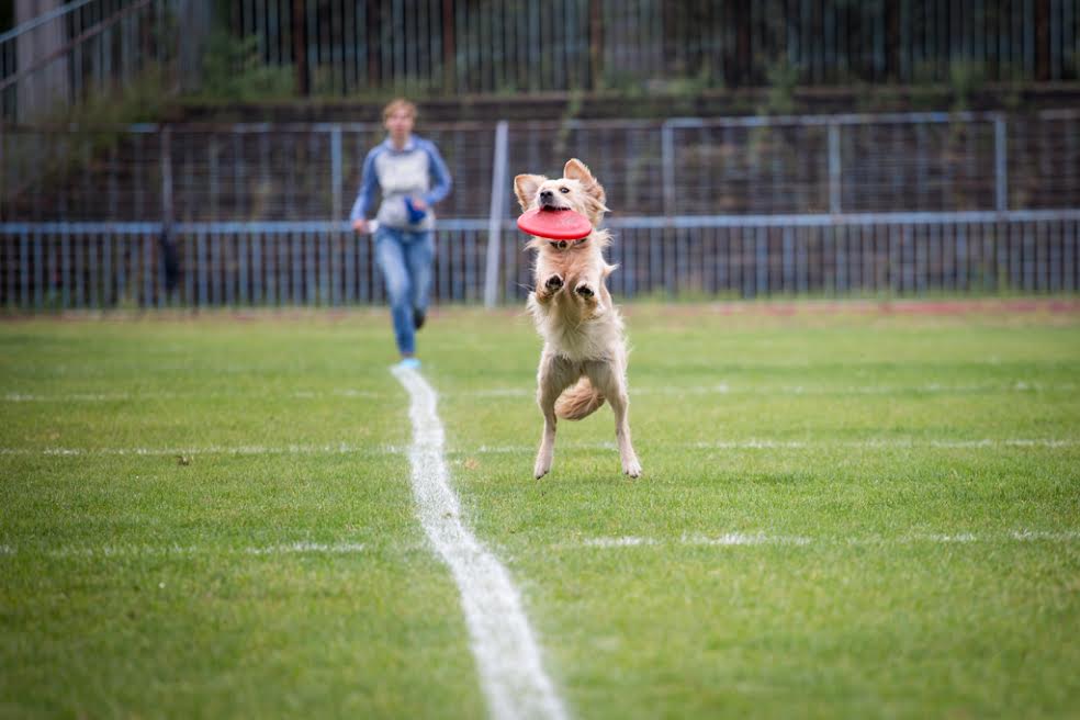 dog8