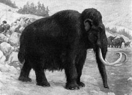 Woolly mammoths