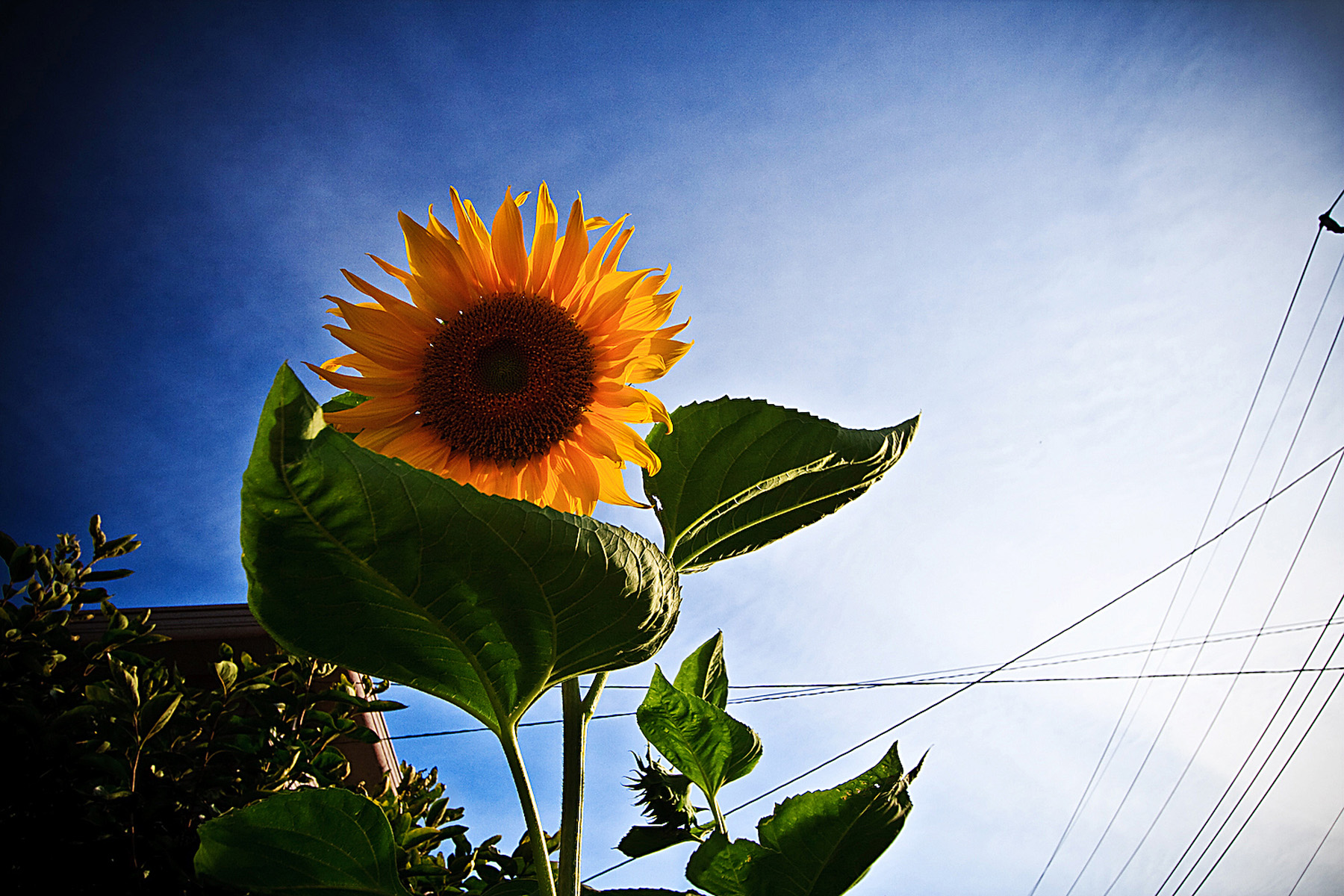 summer_sunshine_redux_top